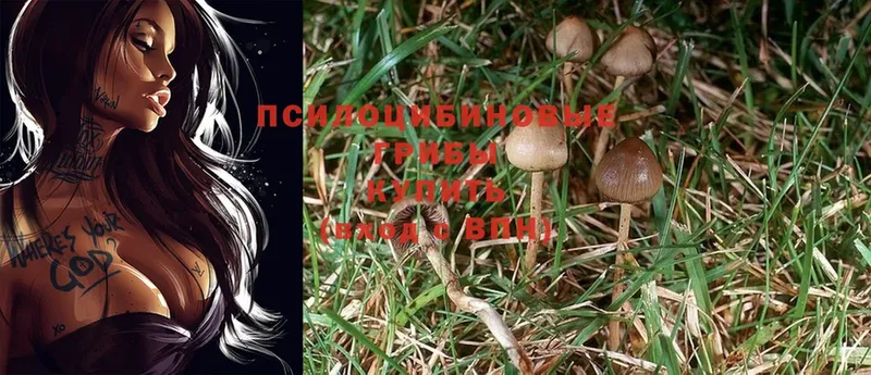 купить наркоту  сайты даркнета как зайти  Галлюциногенные грибы Psilocybe  Байкальск 